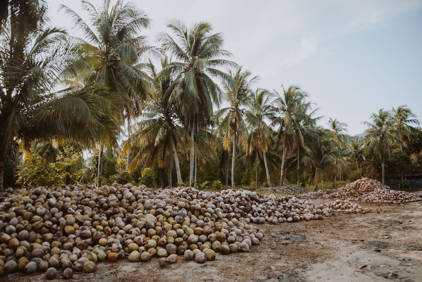 Coqueiros com pilha de cocos - matéria-prima para reciclagem